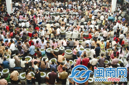 今年安溪鐵觀音秋茶產(chǎn)銷兩旺，喜煞茶農(nóng)