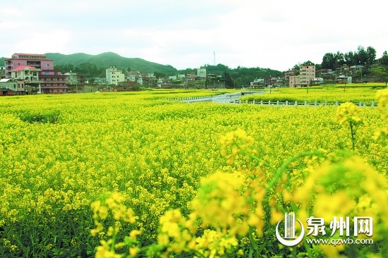 虹山鄉(xiāng)百畝油菜花競(jìng)相開(kāi)放