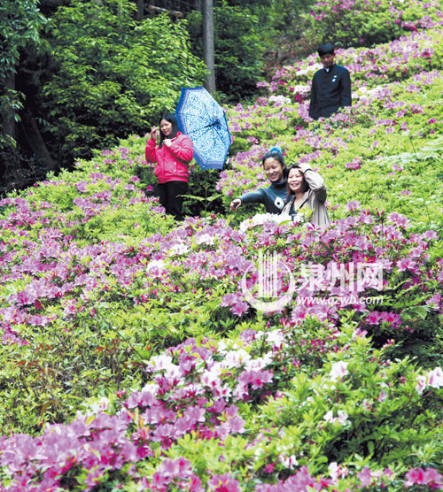 洛江仙公山風景區(qū)內，杜鵑花漫山遍野，紅的似火，白