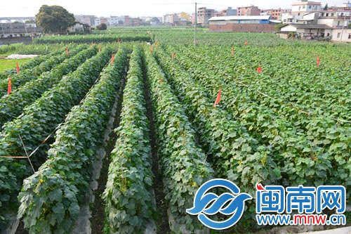 菜農很愁，地里這么多黃瓜賣不動
