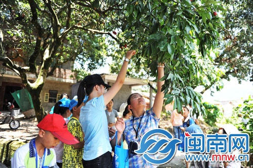 小記者三五成群，男生上樹摘，女生則在樹下伸長胳膊摘